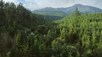 Obraz premium High Tatras mountains forest aerial view