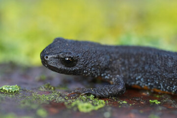 Closeup on a dark terrestrial European alpine newt, Ichthyosaura alpestris on lichen covered wood
