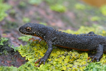 Obraz premium Closeup on a dark terrestrial male European alpine newt, Ichthyosaura alpestris on lichen covered wood
