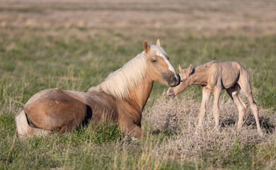 Wild Horse Mare and Her Foal in Springtime in the Utah Desert