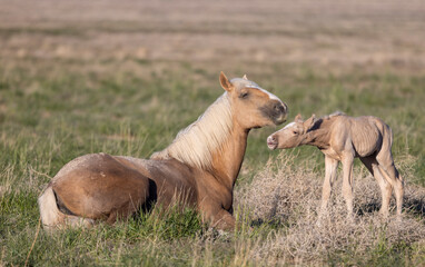 Fototapeta premium Wild Horse Mare and Her Foal in Springtime in the Utah Desert