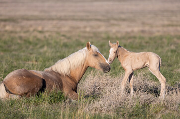 Wild Horse Mare and Her Foal in Springtime in the Utah Desert