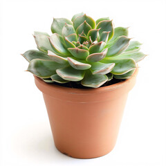 Fototapeta premium A fresh succulent in a classic brown planter, set isolated in a clean white backdrop