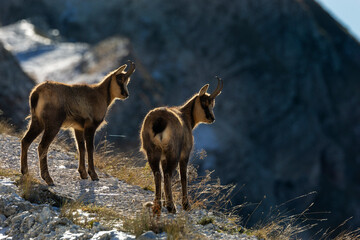 young chamois