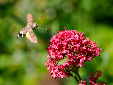 Close-up of Hummingbird Hawk-moth butterfly (Macroglossum stellatarum) feeding of red valerian flowers (Centranthus ruber) in flight