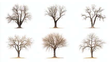 Isolated collection of six dead trees on white background showcasing intricate branch patterns and textures in different configurations