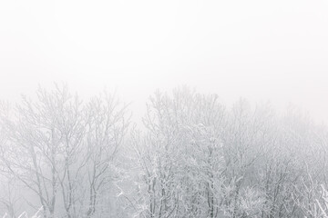 Winter landscape, white frost on trees and branches on a cold foggy day, view of the snow-covered landscape in the forest.