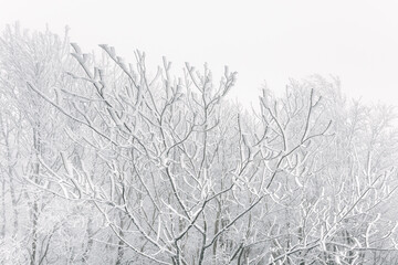 Winter landscape, white frost on trees and branches on a cold foggy day, view of the snow-covered landscape in the forest.