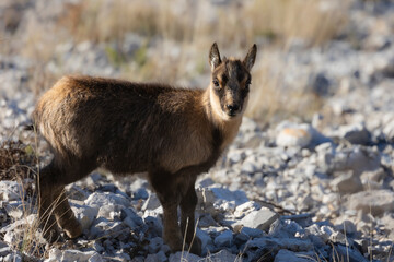 little chamois