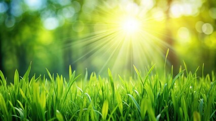 Fresh green grass on a sunny day, nature, vibrant, healthy, outdoors, environment, landscape, gardening, summer, meadow