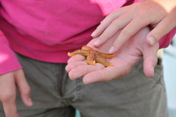 Close-Up of Hands Holding a Small Starfish Outdoors