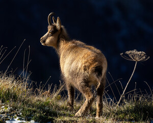 little chamois