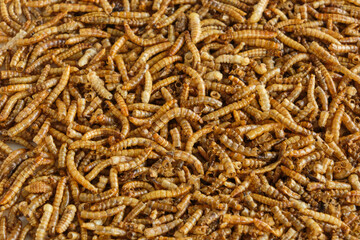 Closeup of energy and protein rich dried mealworms for feeding birds in winter. Image with selective focus