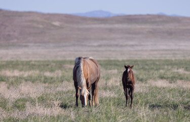 Wild Horse Mare and Her Foal in Springtime in the Utah Desert