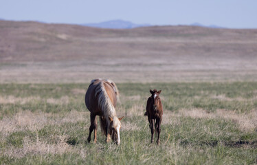 Wild Horse Mare and Her Foal in Springtime in the Utah Desert
