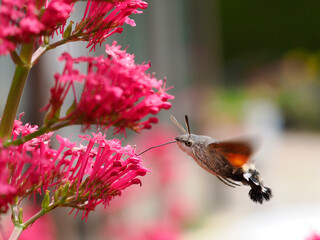 Close-up of Hummingbird Hawk-moth butterfly (Macroglossum stellatarum) feeding of red valerian flowers (Centranthus ruber) in flight