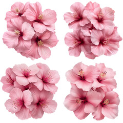 pink flower on transparent background