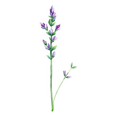 Obraz premium Lavender flowers painted in purple and green.