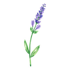 Obraz premium Lavender flowers painted in purple and green.