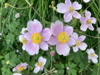 Fototapeta premium 1134931661 Herbstanemone Nahaufnahme 