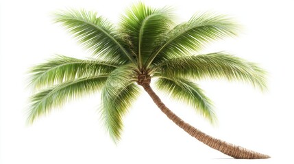 Obraz premium Lush coconut tree with vibrant green fronds leaning against a clean white background, ideal for tropical themes, nature, summer, beach, and relaxation.
