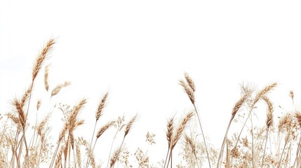 Obraz premium Golden wheat ears and wild grasses elegantly arranged against a pristine white background creating a serene and natural aesthetic.