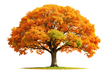 Autumn tree isolated on white background as transparent. PNG. AI GENERATED