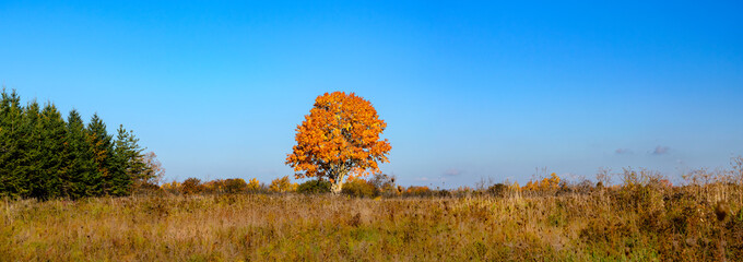 Panorama of a lone fall orange maple tree in a meadow flanked by a row of pine trees in the morning...