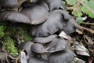 old Oyster mushrooms