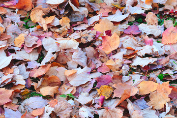 A pile of leaves on the ground. The leaves are orange and yellow. The leaves are scattered all over the ground