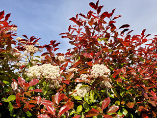 Red foliage of flowering photinia bush on blue sky background. New leaves grow red then turn green over time 