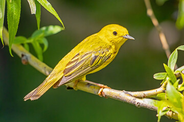 Yellow Warbler