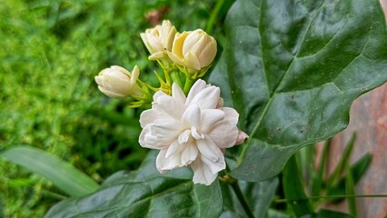 Obraz premium closeup of white flower