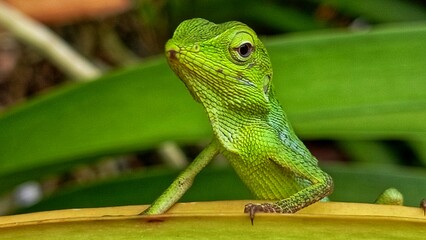 green chameleon on a branch
