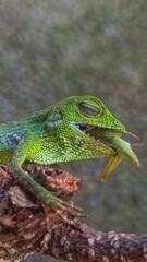Fototapeta premium green chameleon eat a grasshopper on a branch