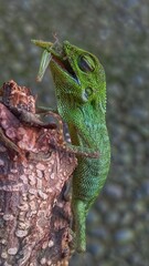 green chameleon eat a grasshopper on a branch