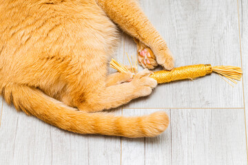 ginger cat playing with matatabi stick, close-up. cat teeth cleaning toy. 