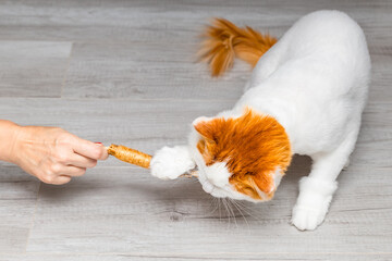 woman playing with white domestic cat, close-up. cat chewing on teeth cleaning toy