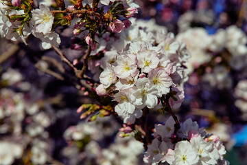 White blossoms with a bee on a branch in spring sunlight