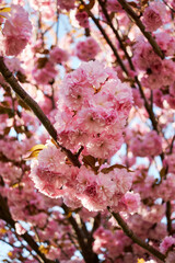 Pink blossoms on tree branches under sunlight in full bloom