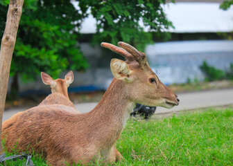 close up young deer looking at camera sitting on green grass