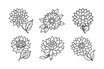 chrysanthemum flower line art vector illustration