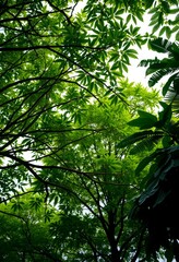 Fototapeta premium forest