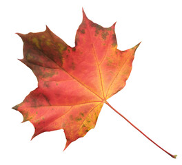 A leaf of a maple tree is shown in full color. The leaf is red and has a slightly brownish tint. The leaf is positioned on a white background, which makes the leaf stand out and appear more vibrant