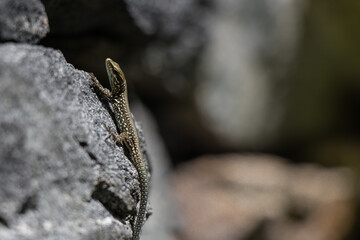 Lizard basking on a natural rock 