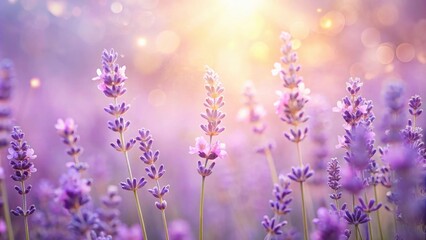 A Field of Lavender Blooms Bathed in the Golden Light of Sunset, Creating a Dreamy and Tranquil Atmosphere