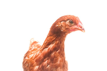 Close up.brown chicken on white background