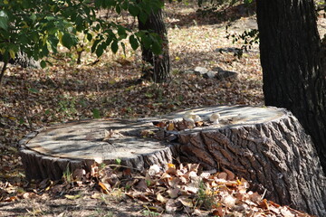 Stump on which mushrooms grow on a tree autumn sunny day