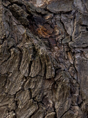 bark of a tree