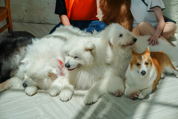 A joyful gathering of people and various dog breeds sitting together, showcasing their playful and friendly nature